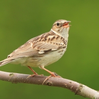 Lerka - Lullula arborea - Wood Lark