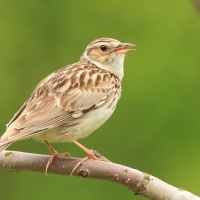 Lerka - Lullula arborea - Wood Lark