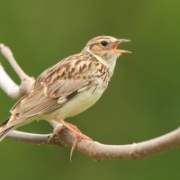 Lerka - Lullula arborea - Wood Lark