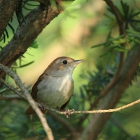 Słowik rdzawy - Luscinia megarhynchos - Common Nightingale