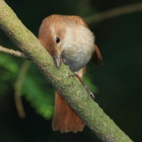 Słowik rdzawy - Luscinia megarhynchos - Common Nightingale