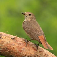 Pleszka - Phoenicurus phoenicurus - Common Redstart
