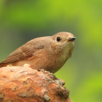 Pleszka - Phoenicurus phoenicurus - Common Redstart