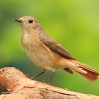 Pleszka - Phoenicurus phoenicurus - Common Redstart