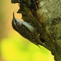Pełzacz leśny - Certhia familiaris - Eurasian Treecreeper
