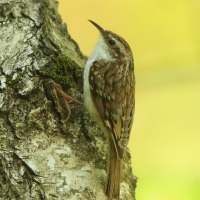 Pełzacz leśny - Certhia familiaris - Eurasian Treecreeper