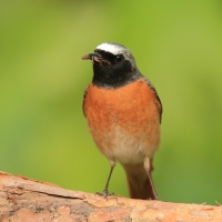 Pleszka - Phoenicurus phoenicurus - Common Redstart