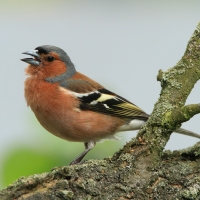 Zięba - Fringilla coelebs - Common Chaffinch