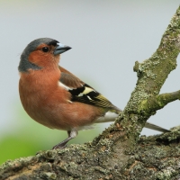 Zięba - Fringilla coelebs - Common Chaffinch