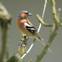 Zięba - Fringilla coelebs - Common Chaffinch