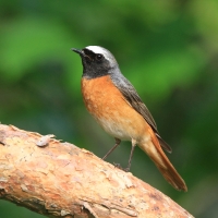 Pleszka - Phoenicurus phoenicurus - Common Redstart