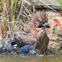 Sójka - Garrulus glandarius - Eurasian Jay