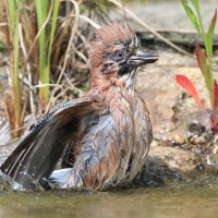Sójka - Garrulus glandarius - Eurasian Jay
