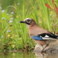 Sójka - Garrulus glandarius - Eurasian Jay