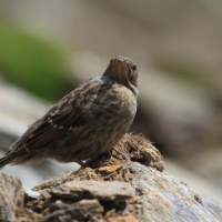 Płochacz halny - Prunella collaris - Alpine Accentor