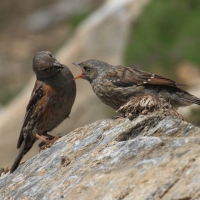 Płochacz halny - Prunella collaris - Alpine Accentor