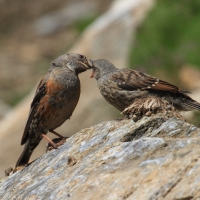Płochacz halny - Prunella collaris - Alpine Accentor