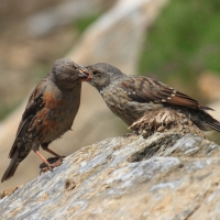 Płochacz halny - Prunella collaris - Alpine Accentor