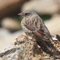 Płochacz halny - Prunella collaris - Alpine Accentor