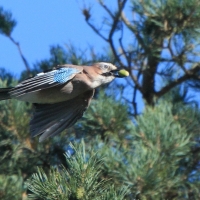 Sójka - Garrulus glandarius - Eurasian Jay