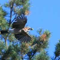 Sójka - Garrulus glandarius - Eurasian Jay