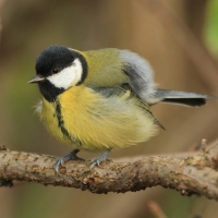 Bogatka - Parus major - Great Tit