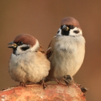 Mazurek - Passer montanus - Eurasian Tree Sparrowh
