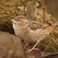 Wróbel - Passer domesticus - House Sparrow
