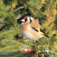 Szczygieł - Carduelis carduelis - European Goldfinch
