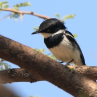 Krępnik szaroboczny - Batis pririt - Pririt Batis