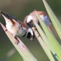 Wróbel czarnogłowy - Passer melanurus - Cape Sparrow