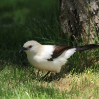 Tymal dwubarwny - Turdoides bicolor - Southern Pied Babble