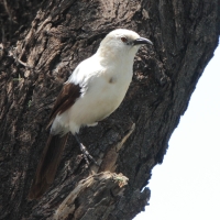 Tymal dwubarwny - Turdoides bicolor - Southern Pied Babble