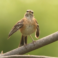 Drozdówka jasna - Cercotrichas leucophrys - White-browed Scrub Robin