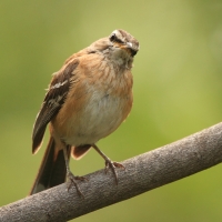 Drozdówka jasna - Cercotrichas leucophrys - White-browed Scrub Robin