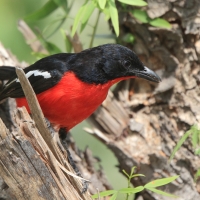 Dzierzyk purpurowy - Laniarius atrococcineus - Crimson-breasted Gonolek