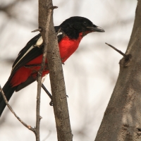 Dzierzyk purpurowy - Laniarius atrococcineus - Crimson-breasted Gonolek