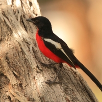 Dzierzyk purpurowy - Laniarius atrococcineus - Crimson-breasted Gonolek