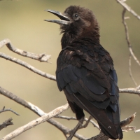 Wrona przylądkowa - Corvus capensis - Cape Crow