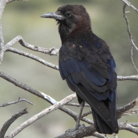 Wrona przylądkowa - Corvus capensis - Cape Crow