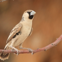 Tkacz - Philetairus socius - Sociable Weaver