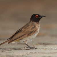 Bilbil czerwonooki - Pycnonotus nigricans - Black-fronted Bulbu
