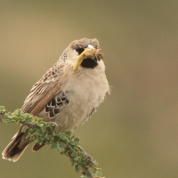 Tkacz - Philetairus socius - Sociable Weaver