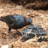 Błyszczak lśniący - Lamprotornis nitens - Cape Glossy Starling