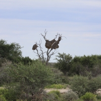 Tkacz - Philetairus socius - Sociable Weaver