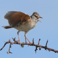 Skowroniec białobrzuchy - Calendulauda africanoides - Fawn-colored Lark