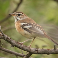 Drozdówka jasna - Cercotrichas leucophrys - White-browed Scrub Robin