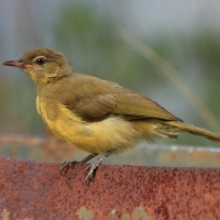 Żółtobrzuch okularowy - Chlorocichla flaviventris - Yellow-bellied Greenbul