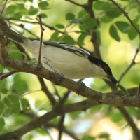 Turniurzyk srokaty - Dryoscopus cubla - Black-backed Puffback