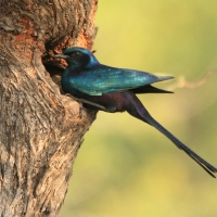 Błyszczak ciemny - Lamprotornis mevesii - Meves's Starling